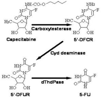 Metabolic Pathway of capecitabine to 5-FU - Illustration